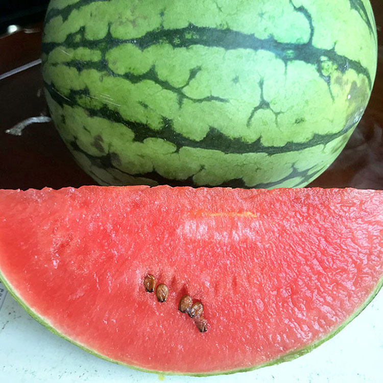 小糖丸西瓜种子种籽迷你小型早熟超甜高产南方家庭四季盆栽种植孑