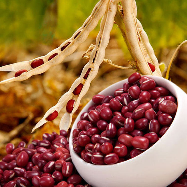 红小豆种子豆种农家赤小豆种籽农家早熟无架豆孑籽种小红豆自种