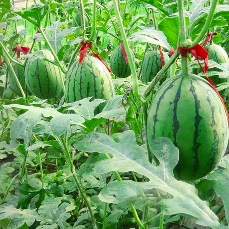 早春红玉小西瓜种籽西瓜种子秧苗北方2k超甜西瓜苗春季苗秧盆栽孑