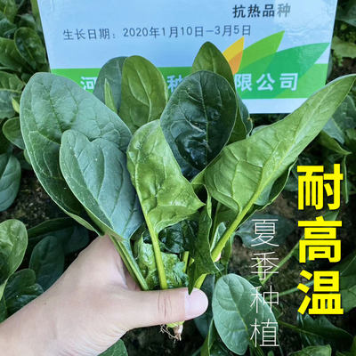 大叶菠菜种子青菜四季蔬菜夏季