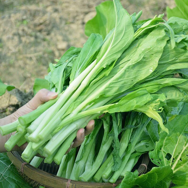 耐热蔬菜种子夏季阳台广东菜心