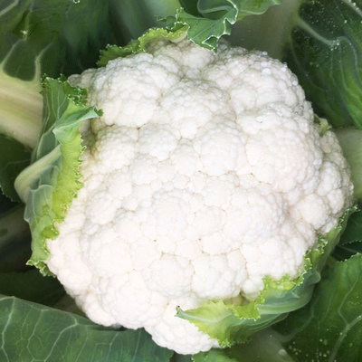 中厦雪山60天白色花椰菜种子菜花早熟耐热高产花菜种籽抗病夏秋,鲜花速递/花卉仿真/绿植园艺,家庭园艺种子,淘宝优惠券,粉丝福利购,淘宝优惠卷