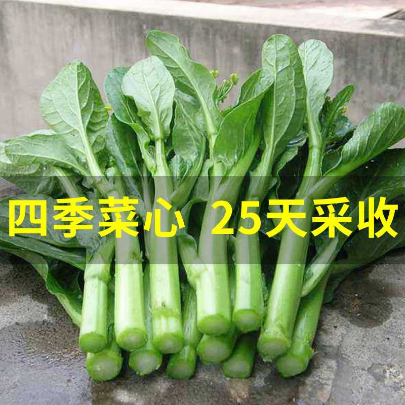 四九菜心种子种籽红菜苔苗孑广东增城迟菜种白甜菜心苔菜四季蔬菜-封面