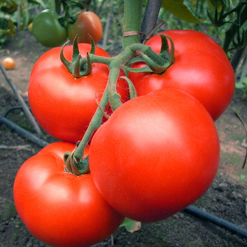 大红番茄种子孑西红柿苗秧大柿子红果种籽秧苗四季盆栽春季蔬菜