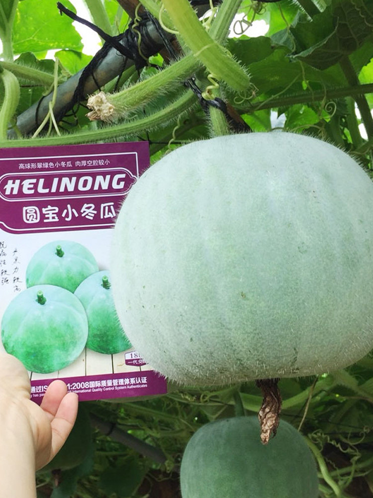 圆宝小冬瓜种子种籽香芋冬瓜孑籽种高产阳台四季盆栽蔬菜菜籽菜种