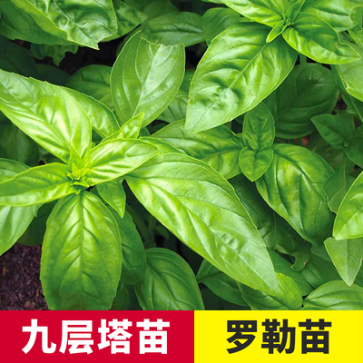 四季可食用九层塔种子罗勒叶种籽