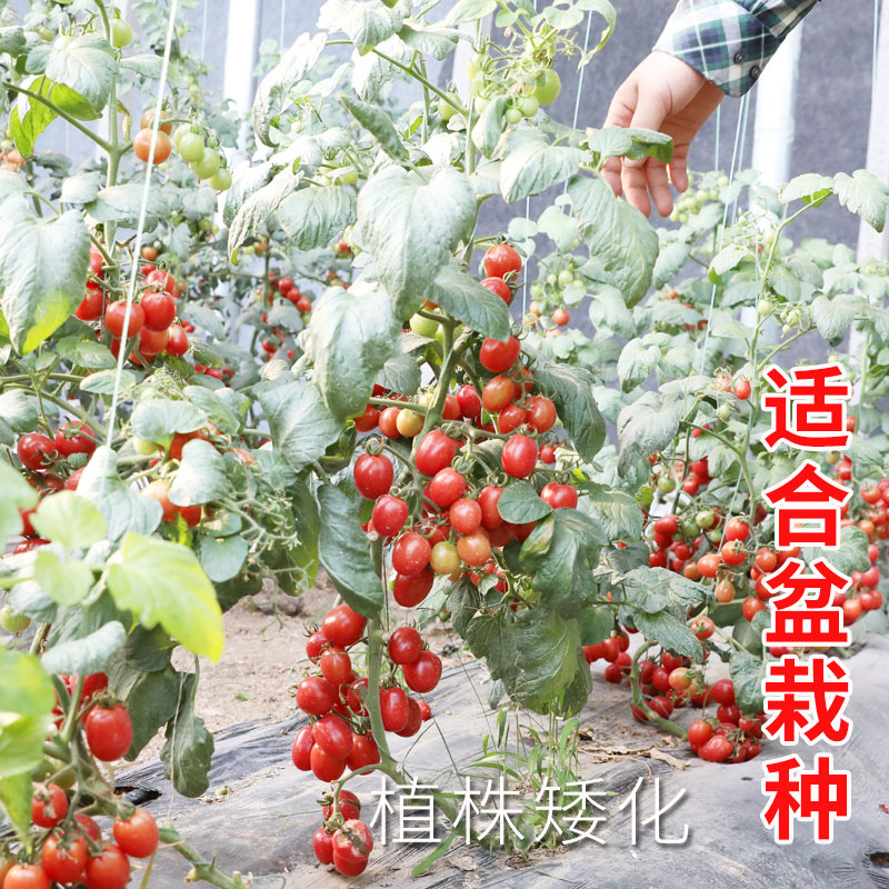蔬菜甜心千禧小西红柿番茄种子