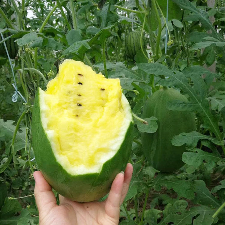 西瓜种子种籽小型黄瓤黄心绿皮小西瓜孑早熟南方四季阳台盆栽吊瓜