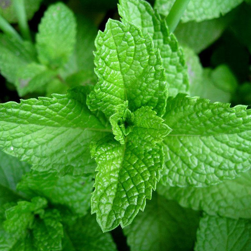 薄荷种子种籽孑家种叶可食用种植柠檬留兰香猫薄荷苗阳台四季子种