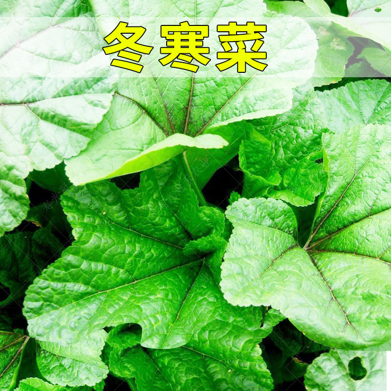 盆栽冬寒菜种子冬苋菜蔬菜盆栽