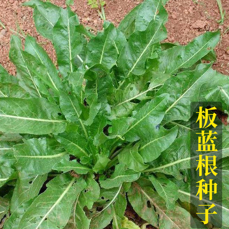 板蓝根种子种籽孑植物菘蓝中药材