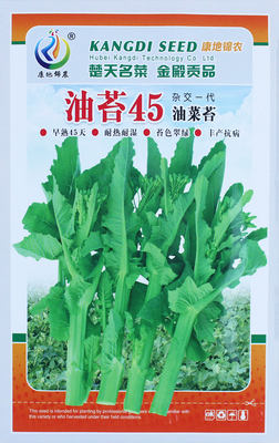 蔬菜种孑春季早熟油菜苔