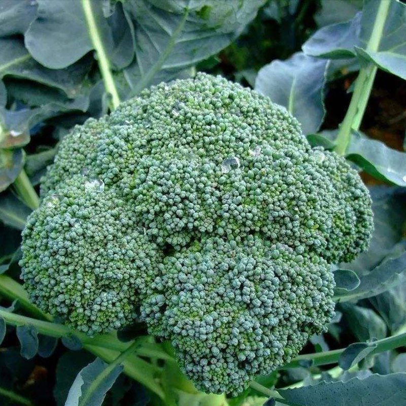 西兰花种籽西兰花种子菜花青菜陀绿曼陀绿花菜西蓝花四季蔬菜孑苗
