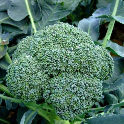 西兰花种籽西兰花种子菜花青菜陀绿曼陀绿花菜西蓝花四季蔬菜孑苗 - 封面