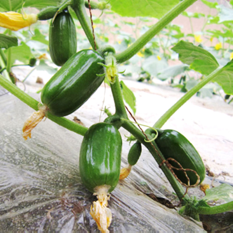 金童玉女水果黄瓜种子四季