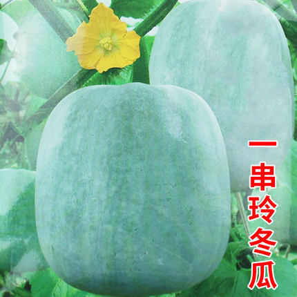 一串铃冬瓜种子小冬瓜种籽孑东瓜籽种四季春天蔬菜盆栽菜种菜籽苗