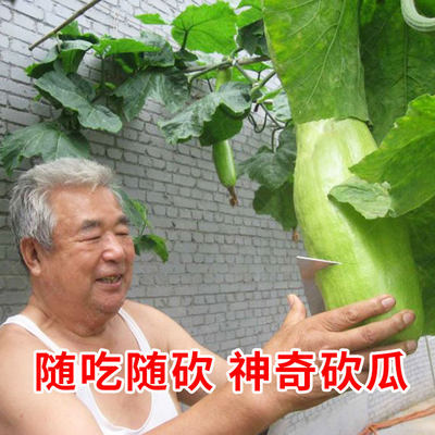 神奇砍瓜特大四季巨型蔬菜苗种子