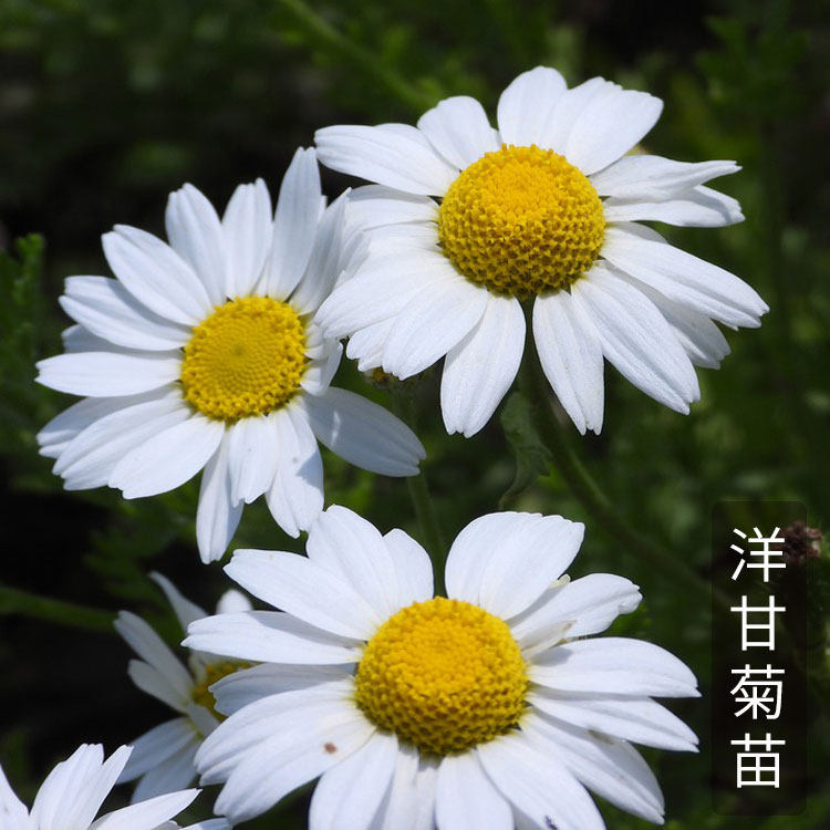 德国洋甘菊种子种籽苗幼苗花卉香草罗马花种室内阳台四季盆栽种植