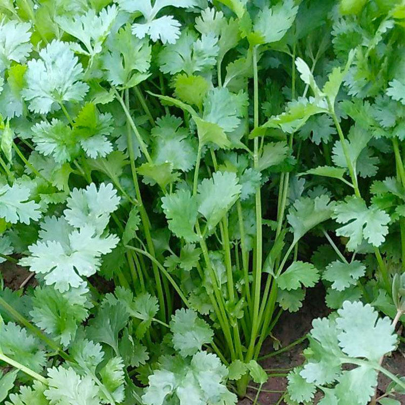 农家大叶香菜种子孑种籽芫荽苗食用阳台种菜盆栽四季蔬菜老品种