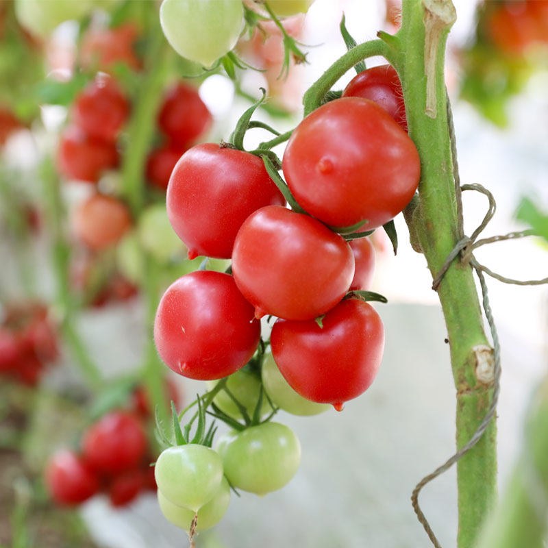 春桃圣女果种子种籽小番茄苗秧西红柿秧阳台四季盆栽蔬菜孑果苗
