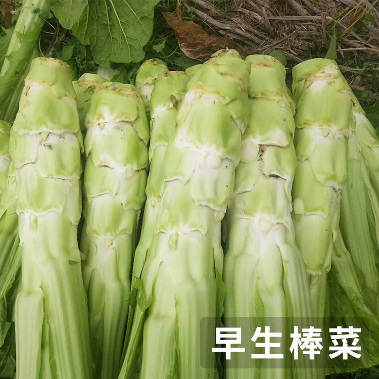 早生棒菜种子种籽孑四川芥菜种青笋菜头笋子芥特大秋冬季蔬菜菜籽