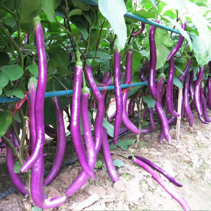 杭茄一号长茄种子种籽孑秧苗线茄特大紫茄子苗秧早熟四季盆栽蔬菜