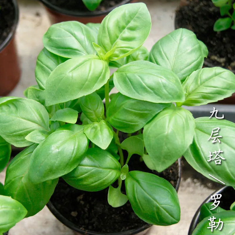 九层塔种子种籽苗孑紫罗勒阳台四季盆栽可食用大叶香草金不换叶