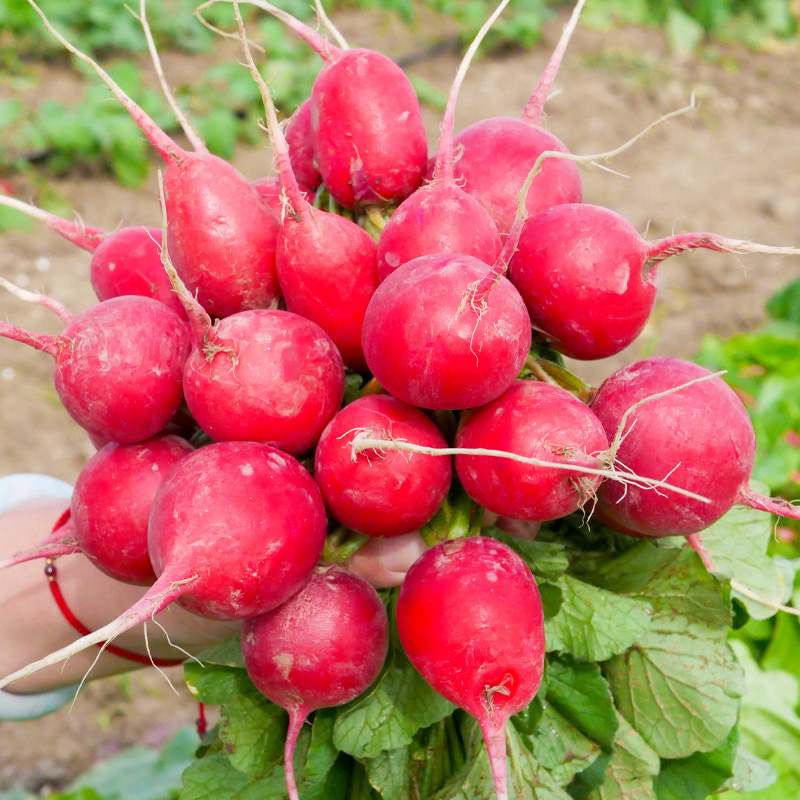 四季樱桃萝卜种子水果罗卜种籽