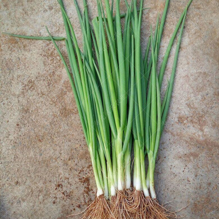 农家小香葱种子葱苗南方小葱分葱种籽孑子苗阳台四季籽种盆栽蔬菜