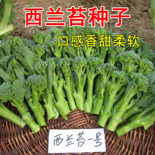 种子西兰苔芥兰种籽四季