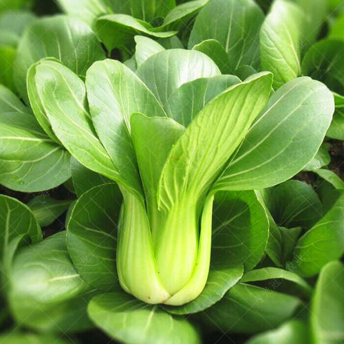 青梗菜种子种籽耐热矮脚油菜上海小青菜白菜阳台四季籽种蔬菜正宗 - 封面