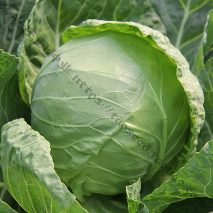 日本引进新品种 春秋双冠王甘蓝种子 早熟春秋两季专用蔬菜籽