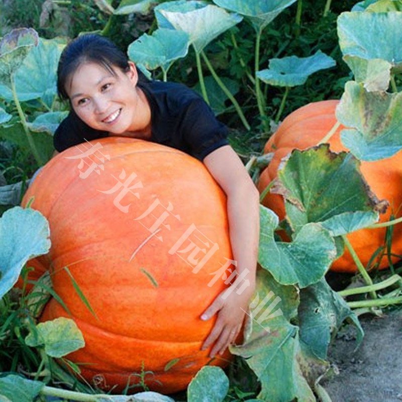 寿光蔬菜种子 大型/巨型南瓜种子 观赏瓜果亦可食用 单果重80斤