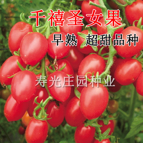 千禧圣女果种子种籽孑矮生樱桃小番茄西红柿苗秧四季盆栽蔬菜果苗 - 封面
