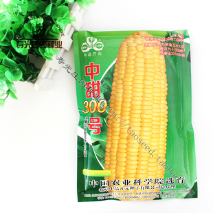 中甜300号水果型超甜玉米种子 可生食水果玉米种子 中科院选育