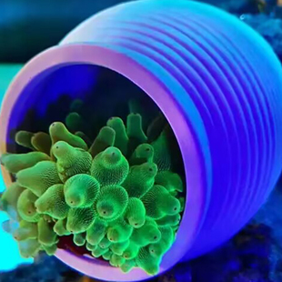奶嘴窝海葵窝地毯窝葵巢海水缸  小丑鱼繁殖 迷你鹦鹉繁殖 躲避罐