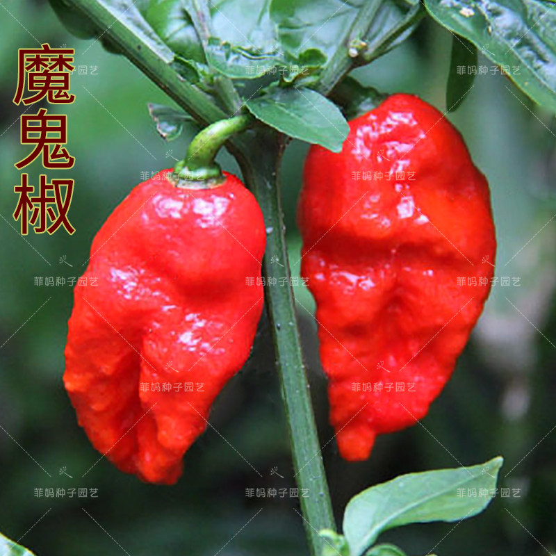 超辣印度魔鬼辣椒种子籽断魂椒朝天椒春秋播阳台盆栽庭院蔬菜种孑