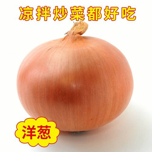 山东优质黄皮洋葱新鲜大洋葱头白心圆葱农家自种精品洋葱包邮毛葱