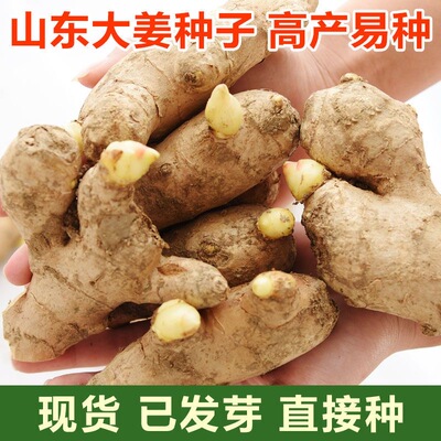 山东生姜种精选带芽已催芽