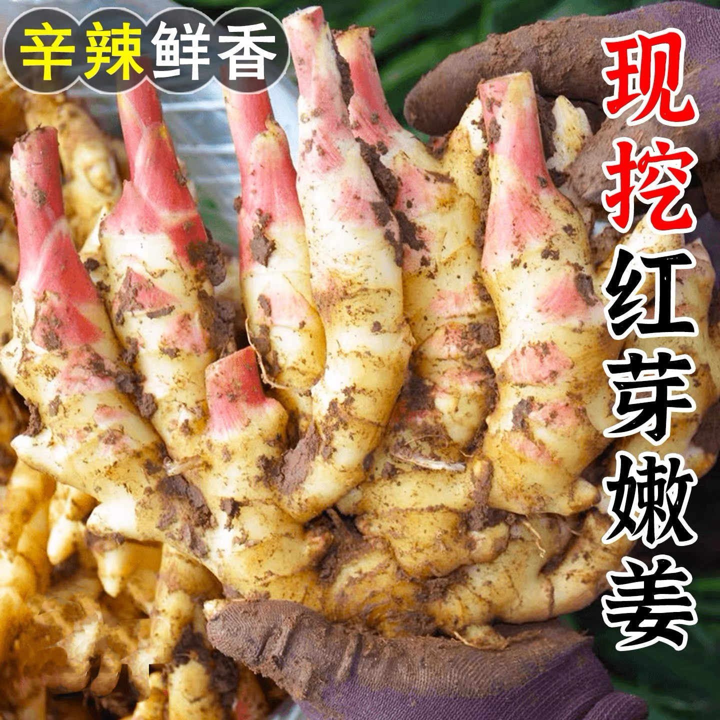 山东红芽嫩姜大仔姜子姜芽