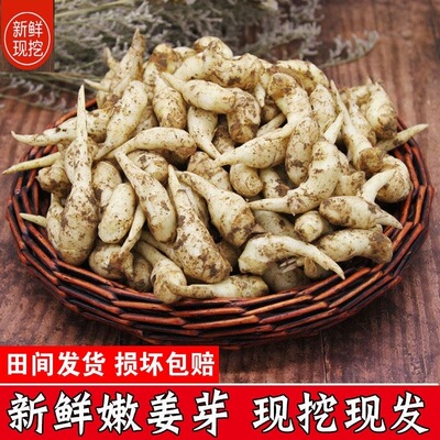 【顺丰京东包邮】泡姜专用小嫩芽