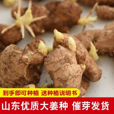 山东姜种带芽生姜种子籽种已催芽黄姜老姜5斤包邮种植苗姜苗姜芽