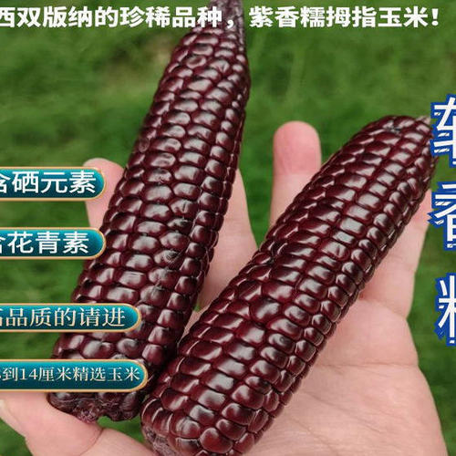 西双版纳紫糯拇指玉米低脂早餐