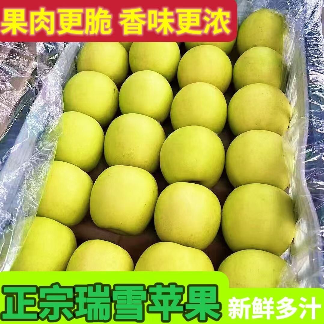 瑞雪苹果现摘现发脆甜花香味苹果新鲜水果好吃青苹果10斤产地直发
