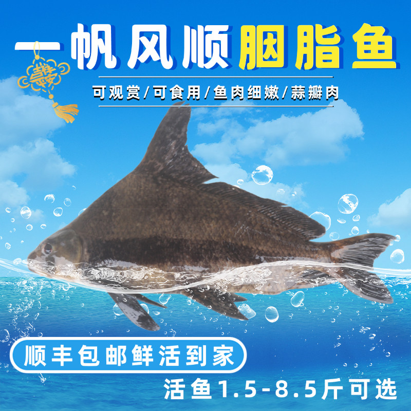 鱼肉细嫩高蛋白低脂肪送礼佳品图片