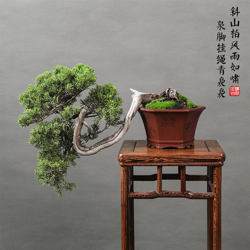 【11】一物一拍精品盆景造型柏树送礼盆景日本系鱼川真柏基地发货