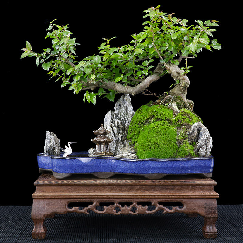 Sageretia Cliff Tree stump Rocks modelling bonsai indoor desktop Botany Office Art Potted plant Giftsin the Flower delivery/Flowers simulation/Plants gardening , Flowers/Potted plants (New) , Plants  category - from Buy2taobao.com to provide professional Taobao agent buy service