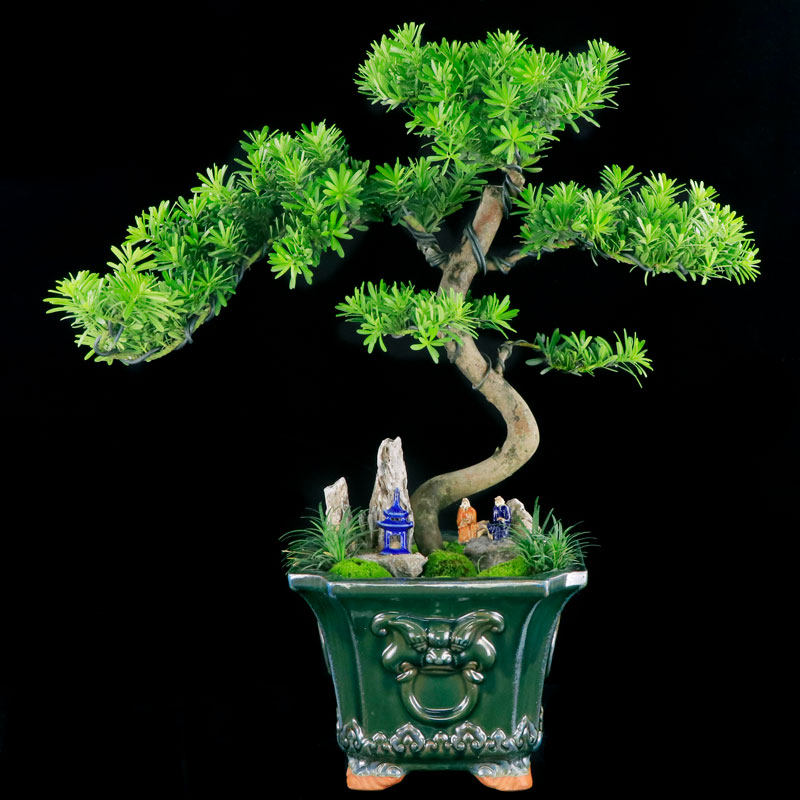 大型罗汉松植物山石造型盆景客厅办公室桌面盆栽四季常绿室内绿植