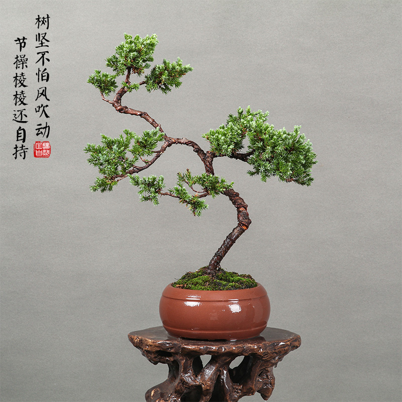 【17】一物一拍栀子花野生丛林茶台艺术盆景小老桩黑松金豆盆栽