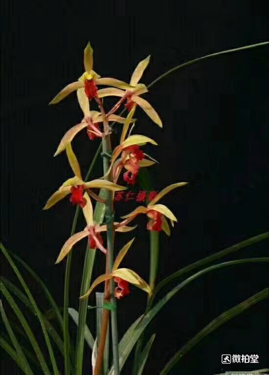 包邮自然名品老种兰花苗 蕙兰【红素】浓香阳台绿植花卉盆栽